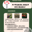 瓜地馬拉 安提瓜(卡佩提洛莊園)